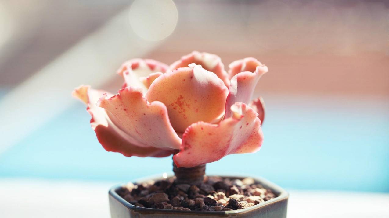 卖qq秒结账-全网最大的免费qq刷赞平台,qq空间说说免费赞网站一周一次,临汾蚂蚁刷刷