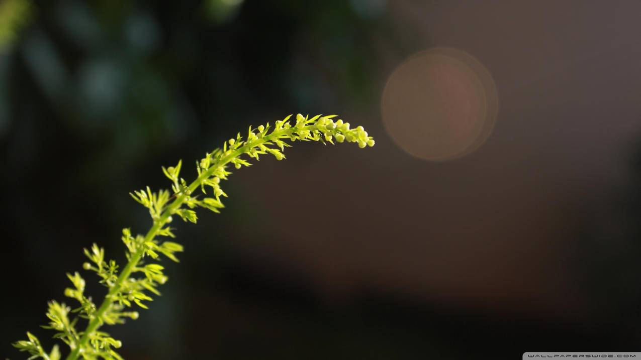 设置美国appleid出生日期无效_appleID出生日期无效 - 美国苹果ID - 55dz账号网