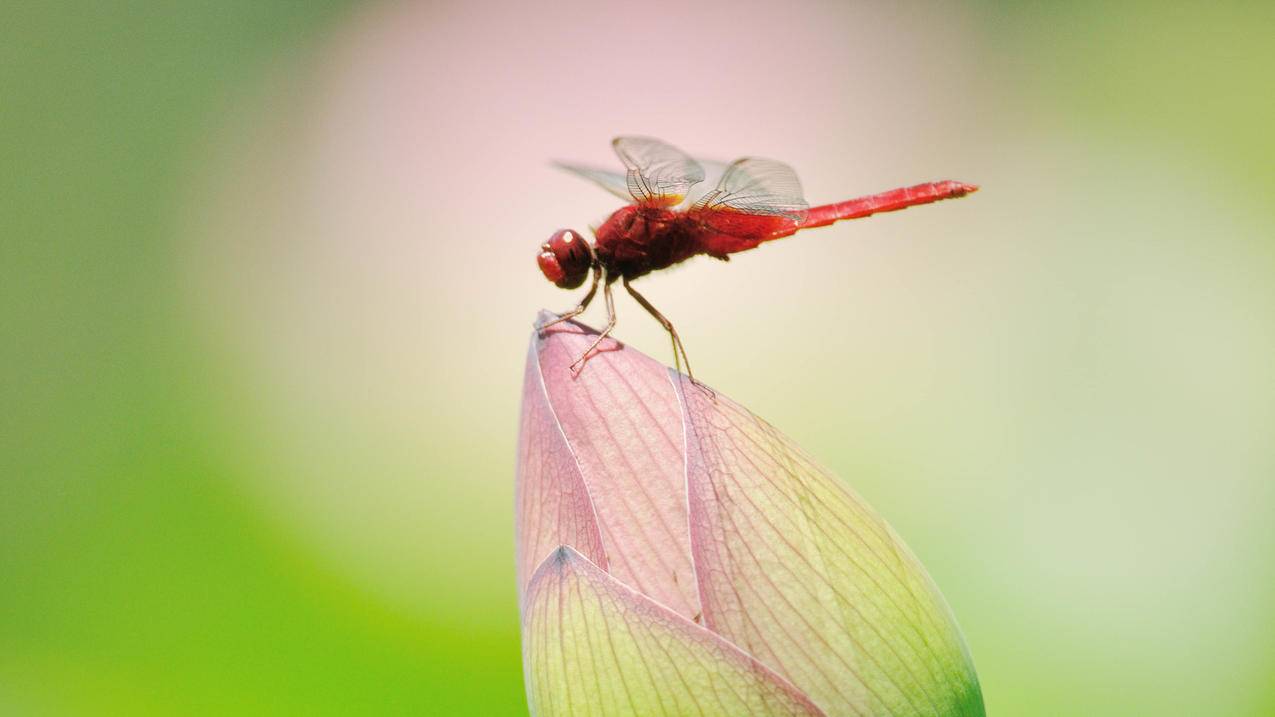 快手业务自助下单平台低价 - 抖音充赞网,53卡盟网