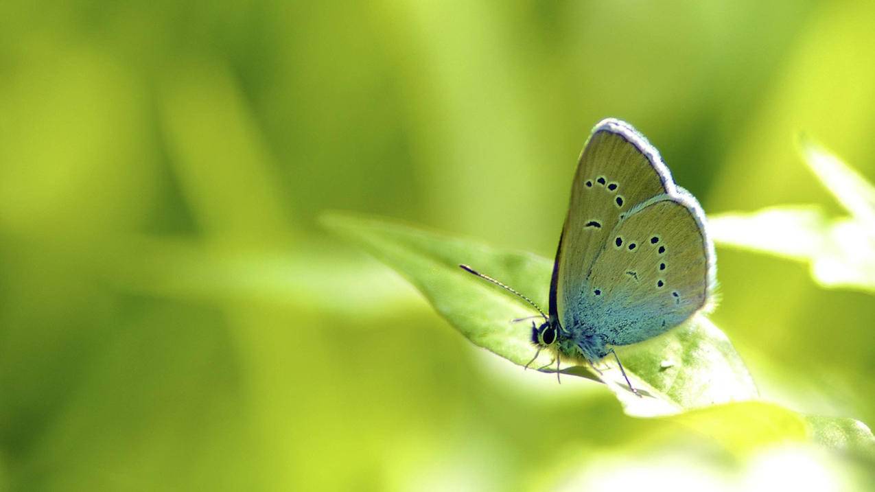 苹果手机Apple ID怎么注册!求帮忙注册帐号和密码!谢谢!!!! ， 如何申请新的苹果id  - 55dz账号网