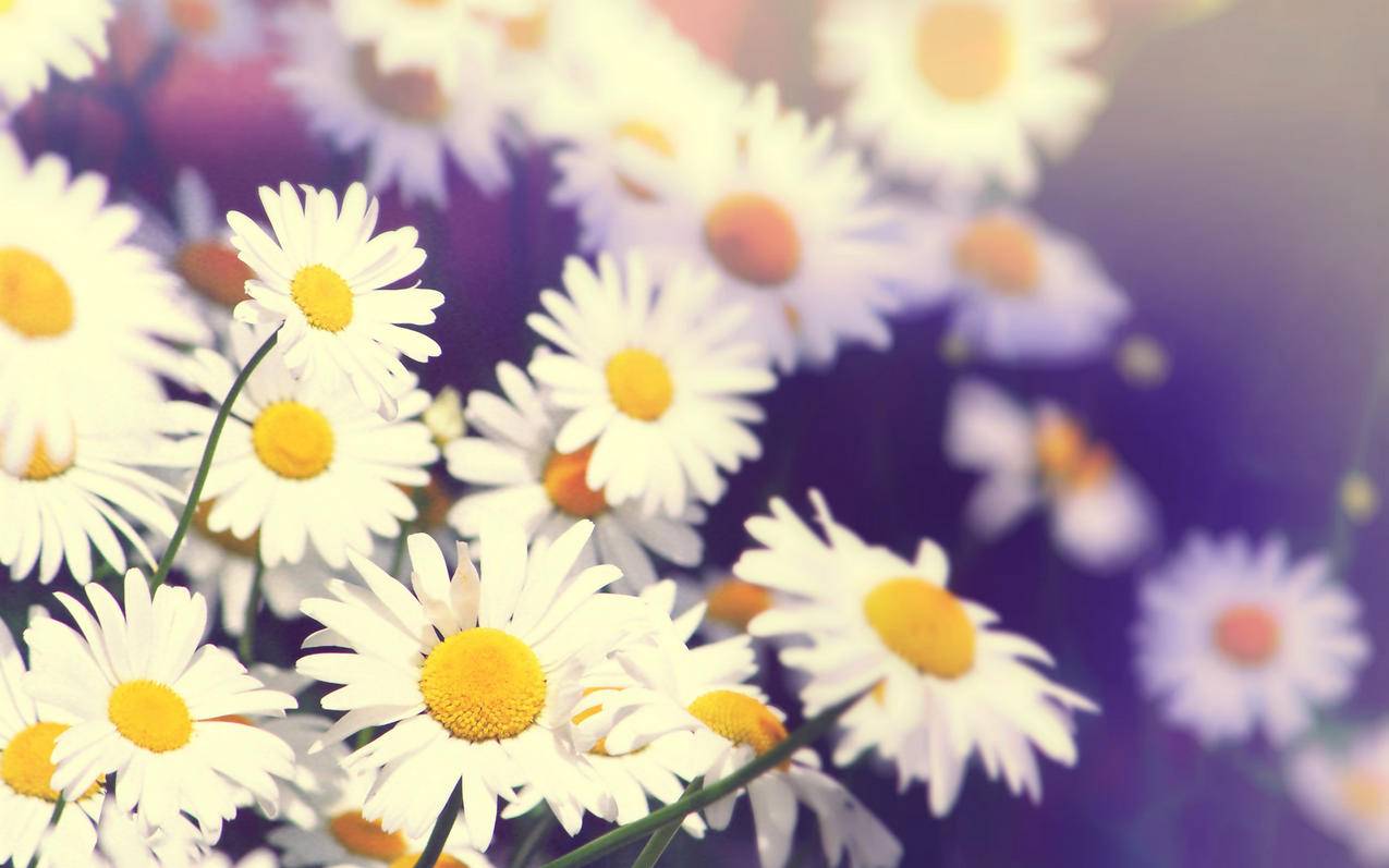 耐克zoomfly4鞋底厚度_耐克zoom fly4 - zoom相关 - 55dz账号网