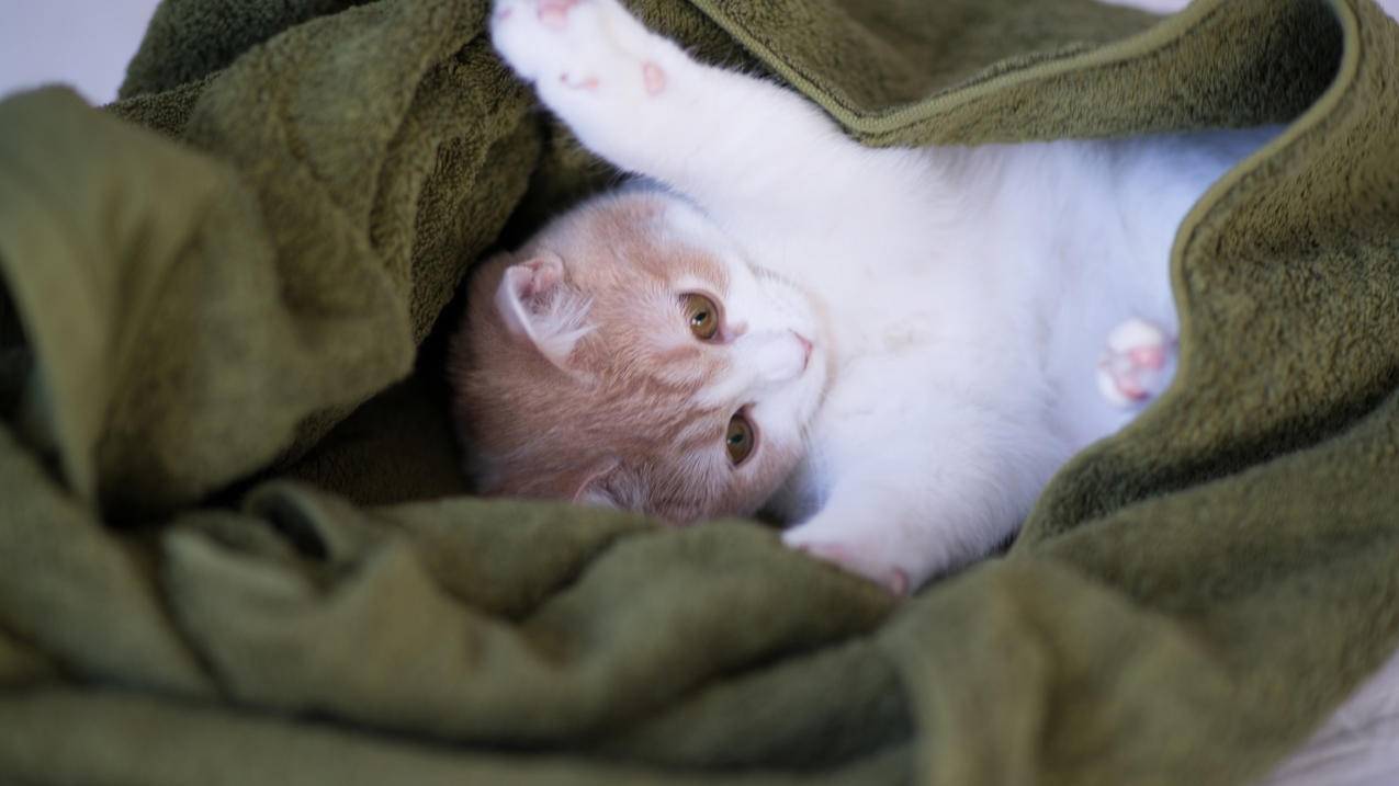 免费送空间赞的代刷网 - qq空间说说刷赞在线刷赞,免费刷空间赞的软件,免费qq在线刷赞