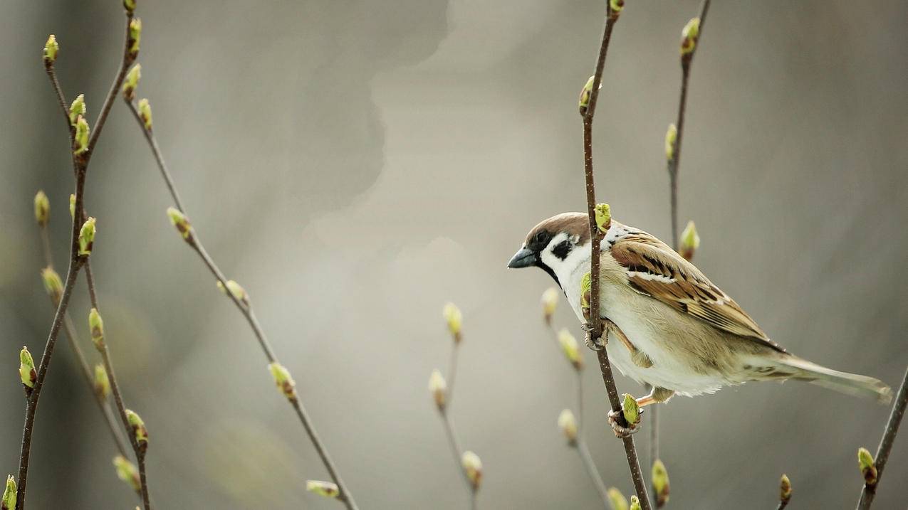 互联网寒冬淘金热：隐秘铁军地推App拉新，最高月入10万 - Apple ID相关 - 55dz账号网