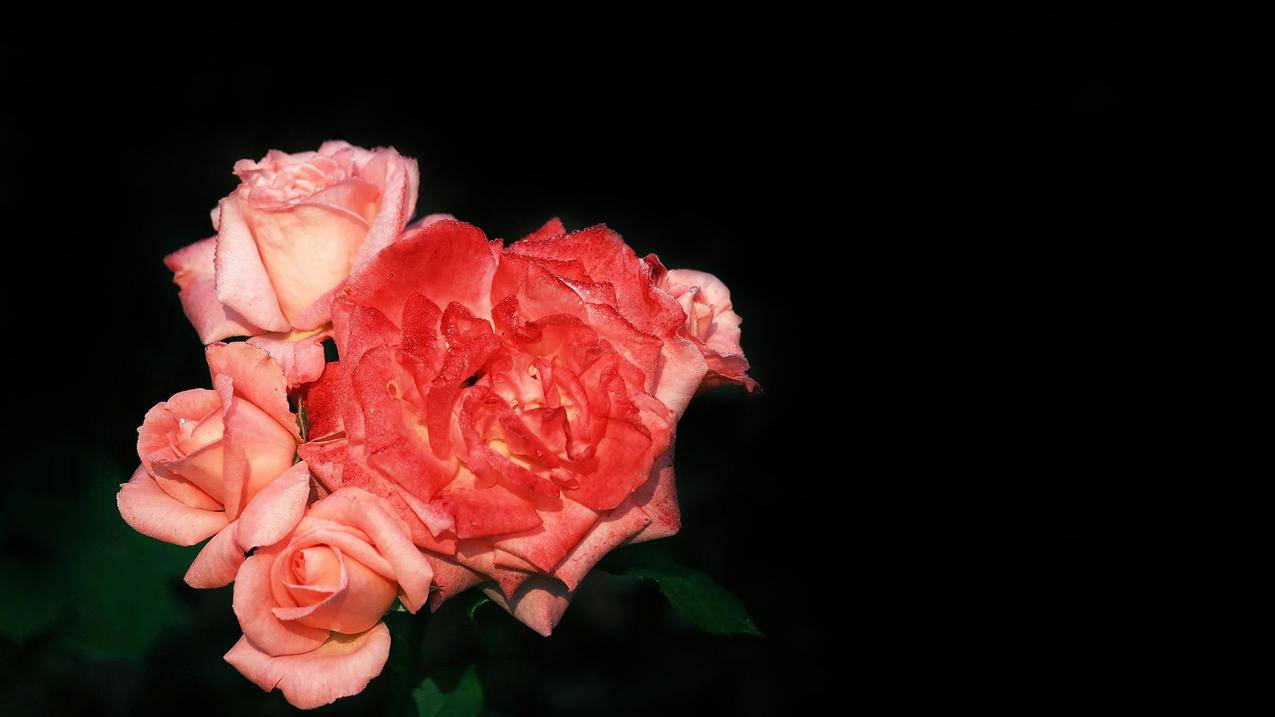 更改日本苹果id密码显示验证失败_苹果修改id密码显示验证失败 - 日本苹果ID - 55dz账号网