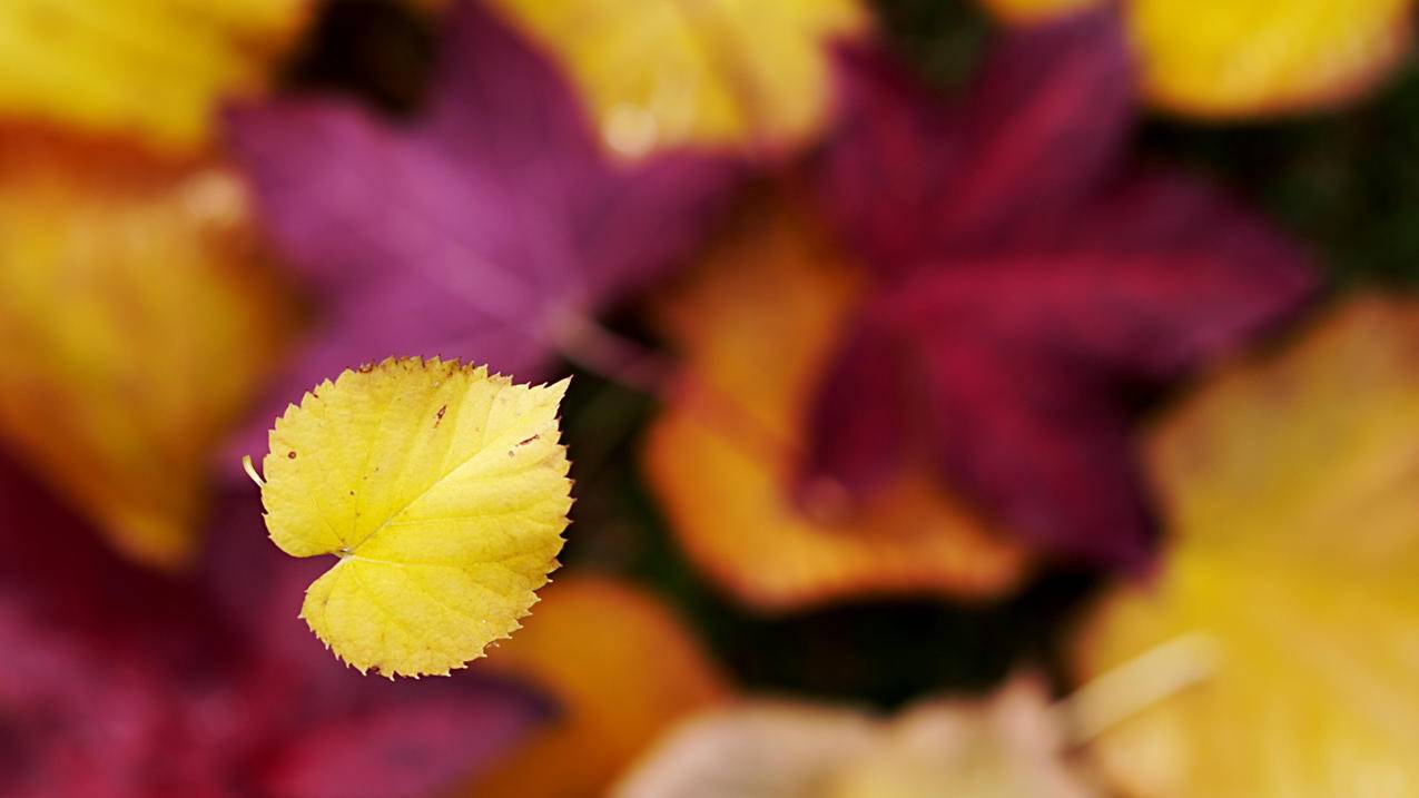 苹果账号灰色退不出去怎么办 ， apple id灰色无法退出登录  - 55dz账号网