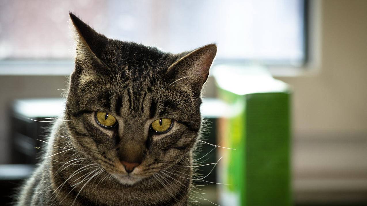 clash怎么导入yaml_Clash怎么导入节点 - clash相关 - 55dz账号网