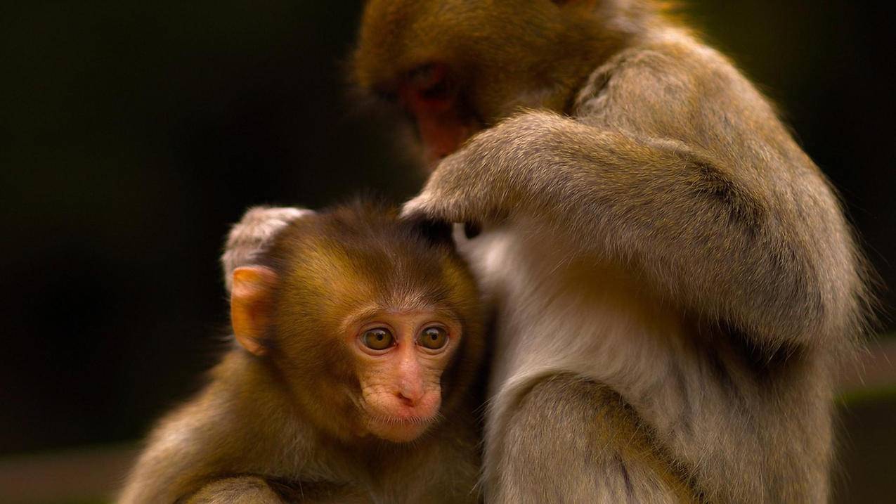 如何编写小学数学内容大纲？ - 小学教育 - ks24小时自助