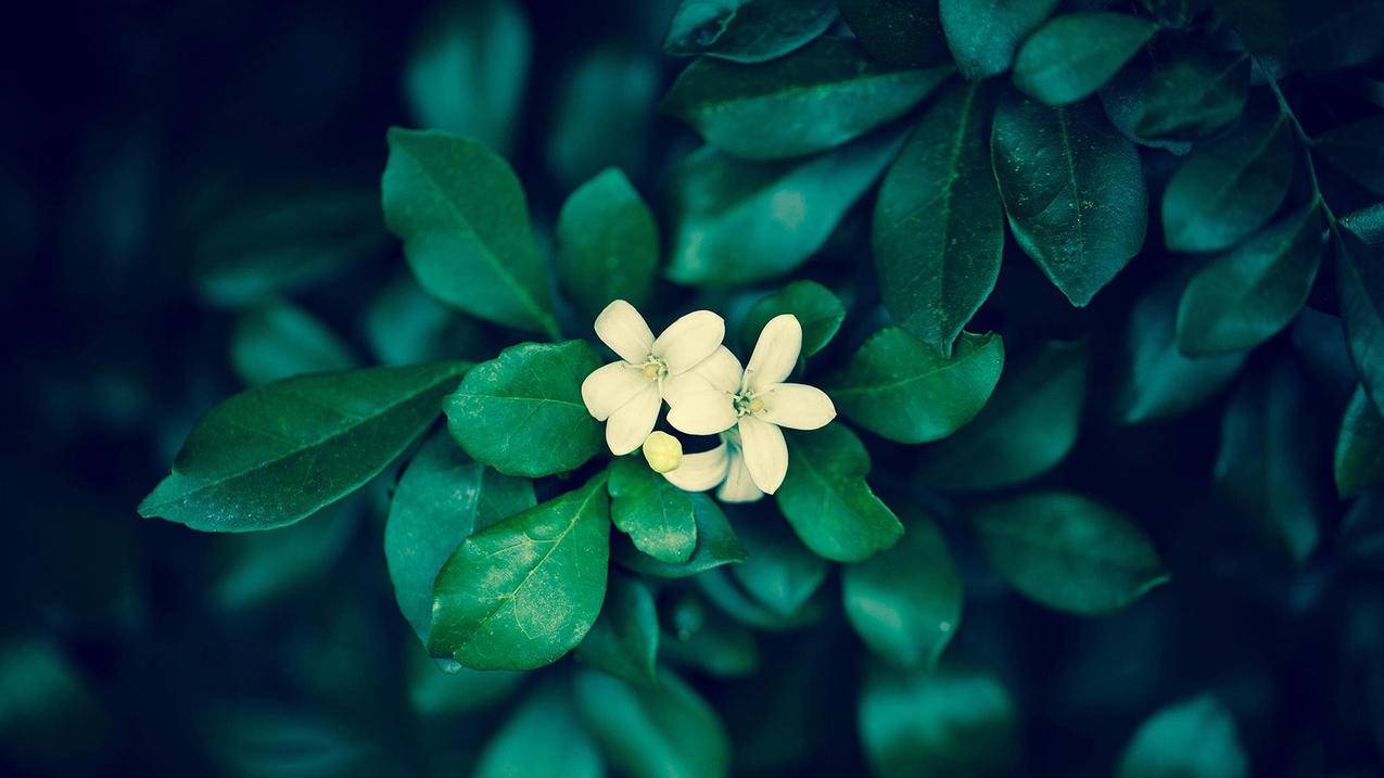 澳洲ID苹果免费共享2024苹果账号[长期不锁定]_海外appleid