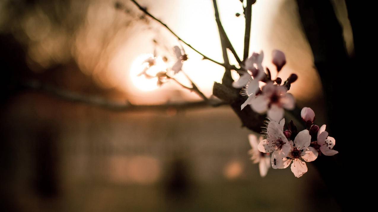 苹果IOS账号：「小裂纹无广告版-TriviaCrack(NoAds)」 - Apple ID相关 - 55dz账号网