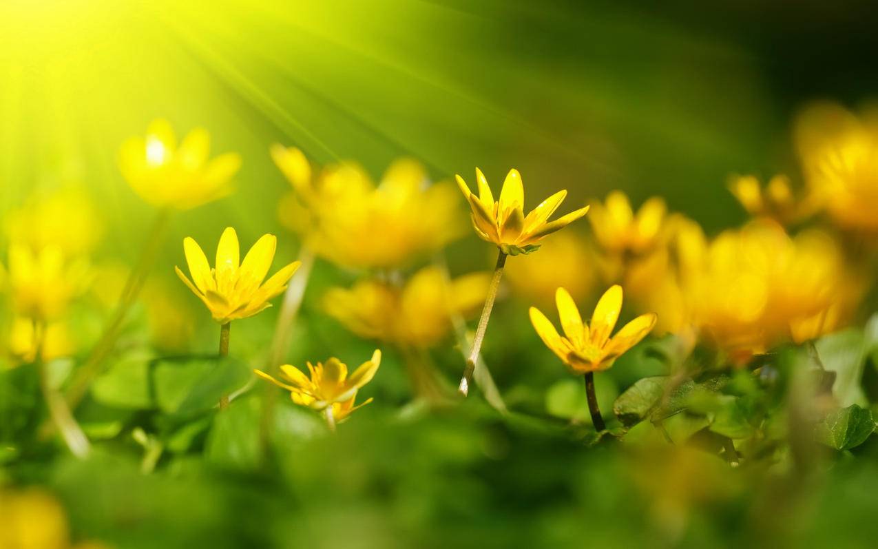 nba2k21手机版免费下载苹果_nba2k21苹果版下载官网 - IOS分享 - 55dz账号网