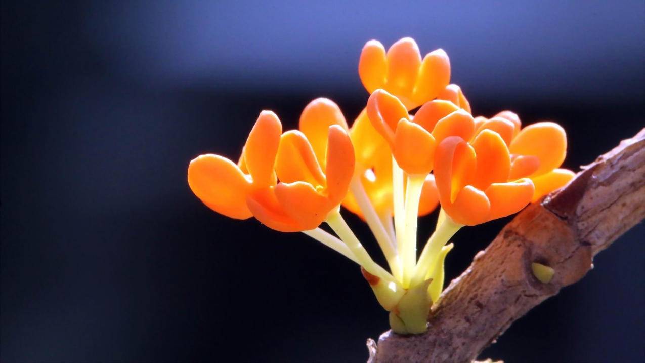 快手业务下单平台蚂蚁 - 刷赞平台推广qq免费网站,可乐业务网,qq刷赞访问量免费