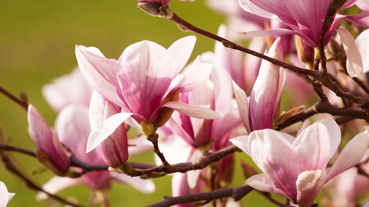 业务快刷微博 - qq刷业务网站最便宜,刷赞快手网站平台,快手自助平台下单24小时蚂蚁