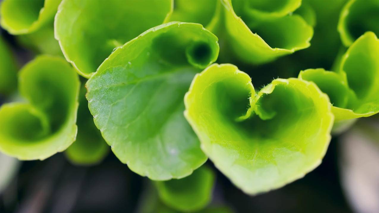 ssr链接转clash_ssr链接转换 - clash相关 - 55dz账号网