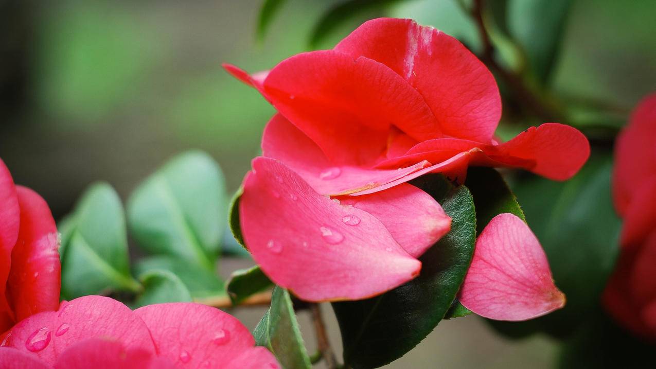 小火箭有没有mac版  ( 小火箭买了永久免费嘛 ) - 55dz账号网