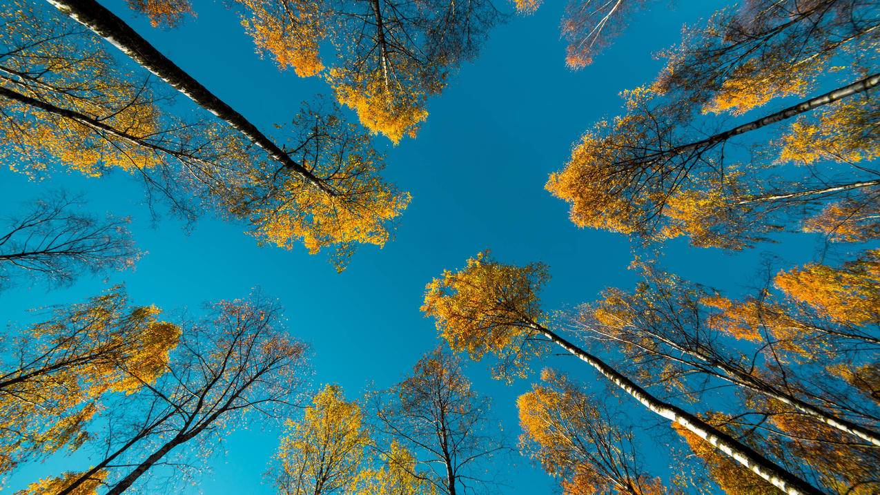 快手刷赞平台便宜墨言代刷网刷粉-快手低价刷赞网站,抖音上刷点赞评论,免费刷qq永久大会员2021