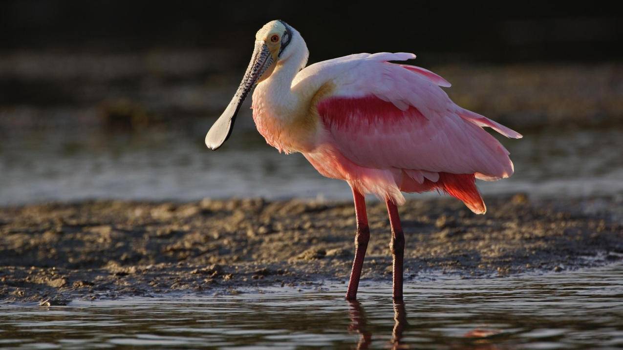 ins风电视背景墙_ins风墙面 - INS相关 - 55dz账号网