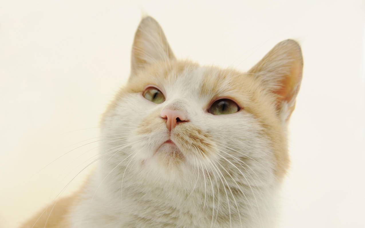 tiktok需要美国id吗（tiktok哪些ID） - 美国苹果ID - 55dz账号网