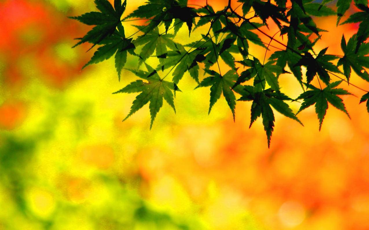 最便宜代刷快手-QQ十万赞,代刷网0元刷空间说说赞手机软件,抖音刷赞快秒到