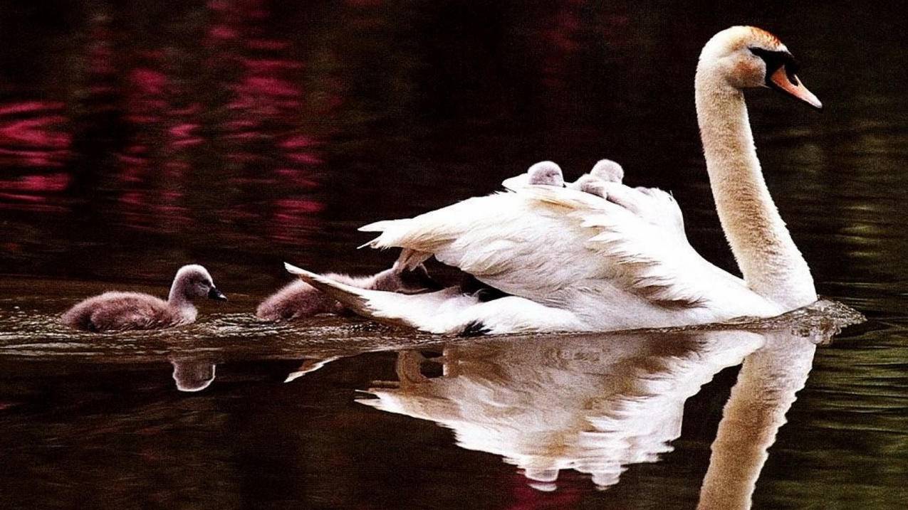 抖音什么是点赞-dy业务网