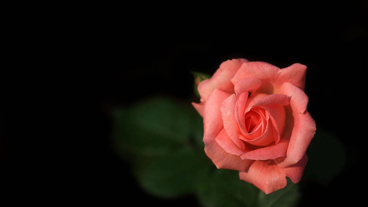 两个苹果手机用一个I D定位怎么查? ， 两个苹果手机用一个ID怎么查另一个手机的位置  - 55dz账号网