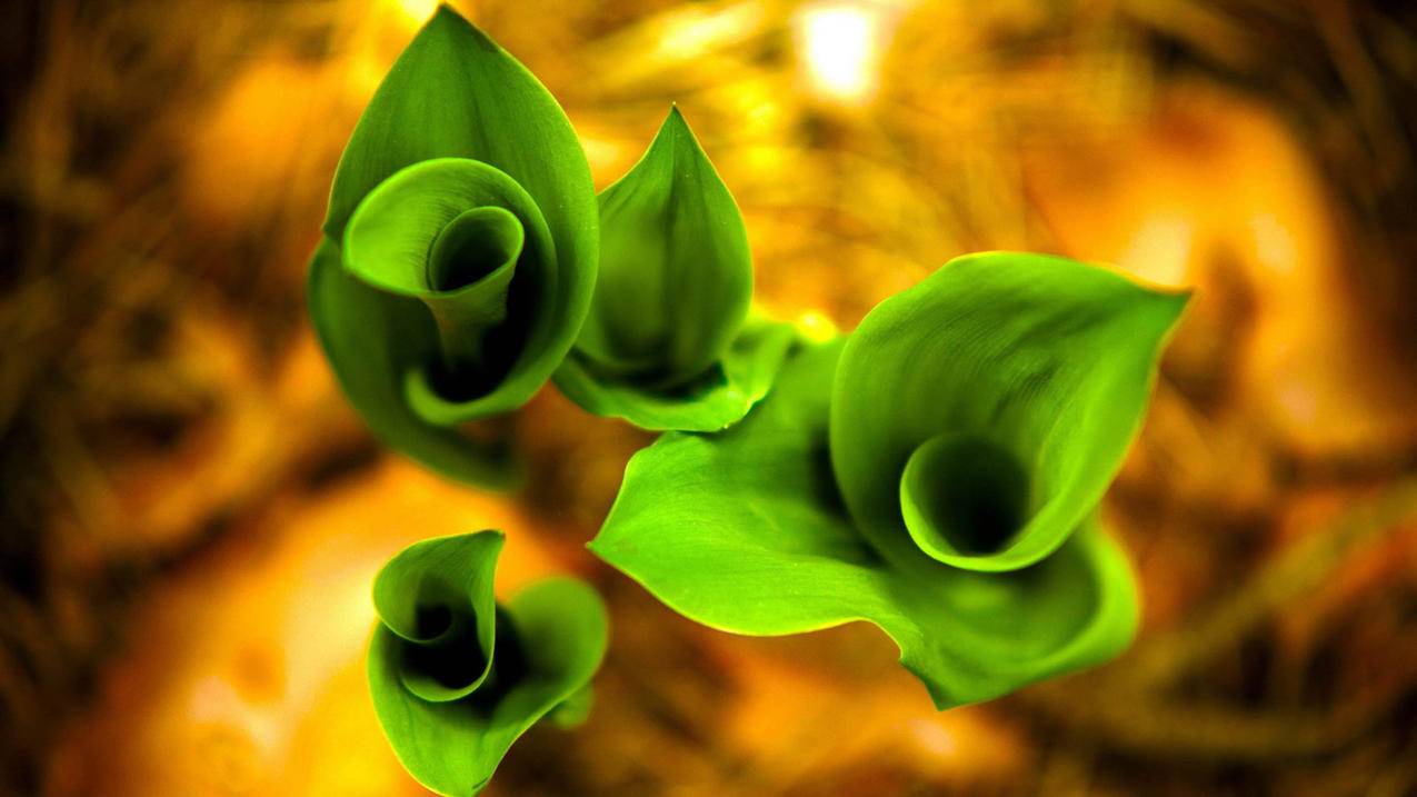 facebook手机中文版下载安卓版_facebook官方下载安卓中文版 - facebook相关 - 55dz账号网