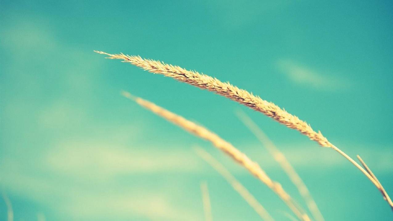 日本苹果id停用了退不出去怎么办_日本苹果id被停用了怎么办解决 - 日本苹果ID - 55dz账号网