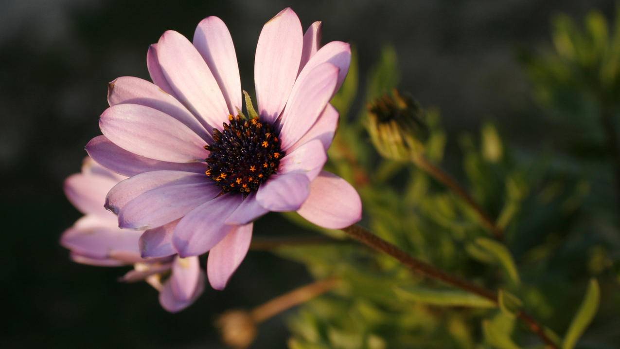 小火箭服务器购买_小火箭服务器节点购买 - 注册外服方法 - 55dz账号网