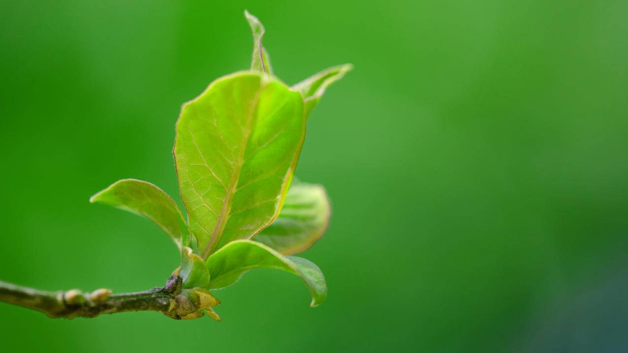 快手点赞买赞 - qq空间点赞平台,代刷网快手双击,刷qq空间访客量的网站,qq代刷网免费刷空间访客量