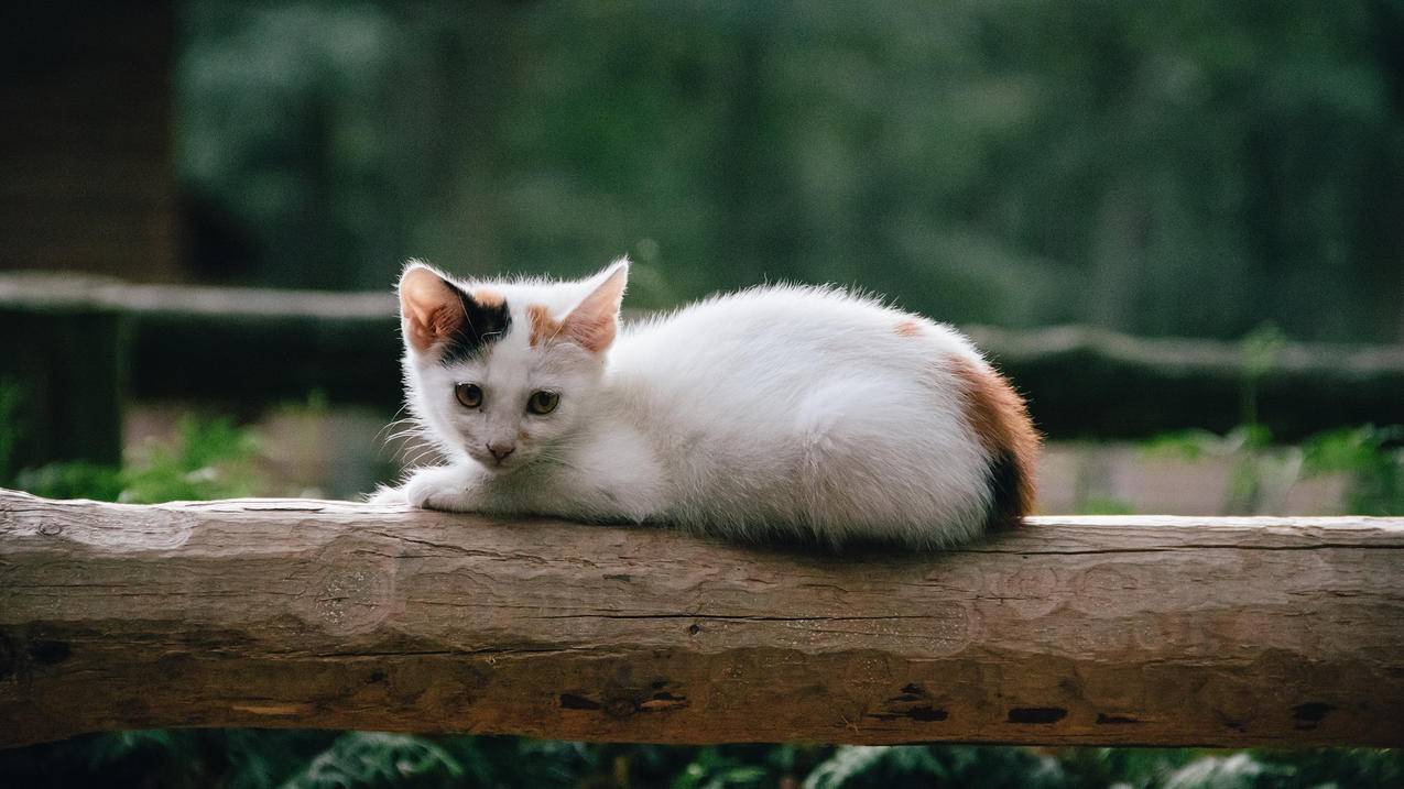 免费节点网址_最新clash免费节点网址 - 注册外服方法 - 55dz账号网