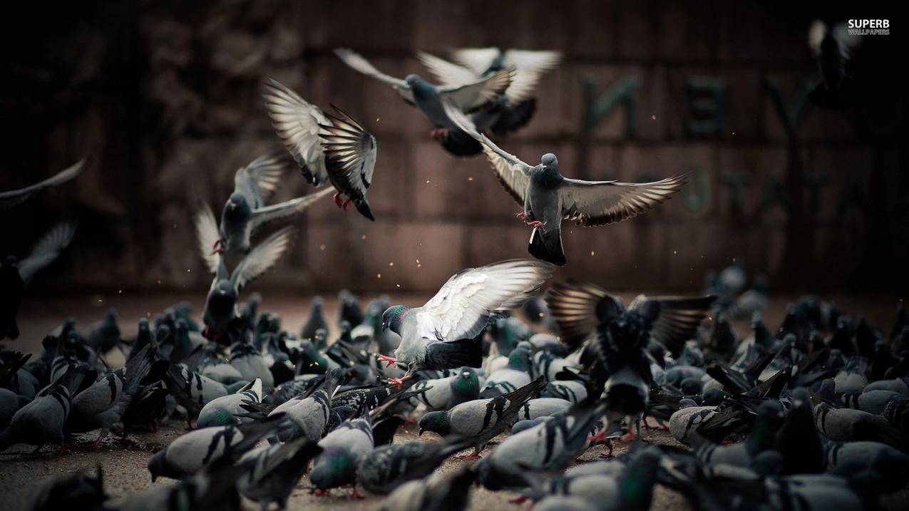 小红书如何给人私信聊天 - 自助平台 - dy业务网