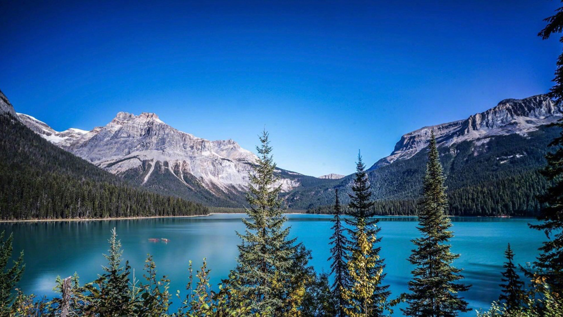 tiktok设置中文_tiktok设置中文教程 - tiktok相关 - 55dz账号网