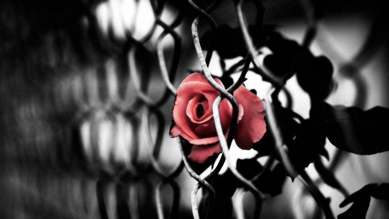 googleearth安卓版破解_google earth破解手机版 - google相关 - 55dz账号网