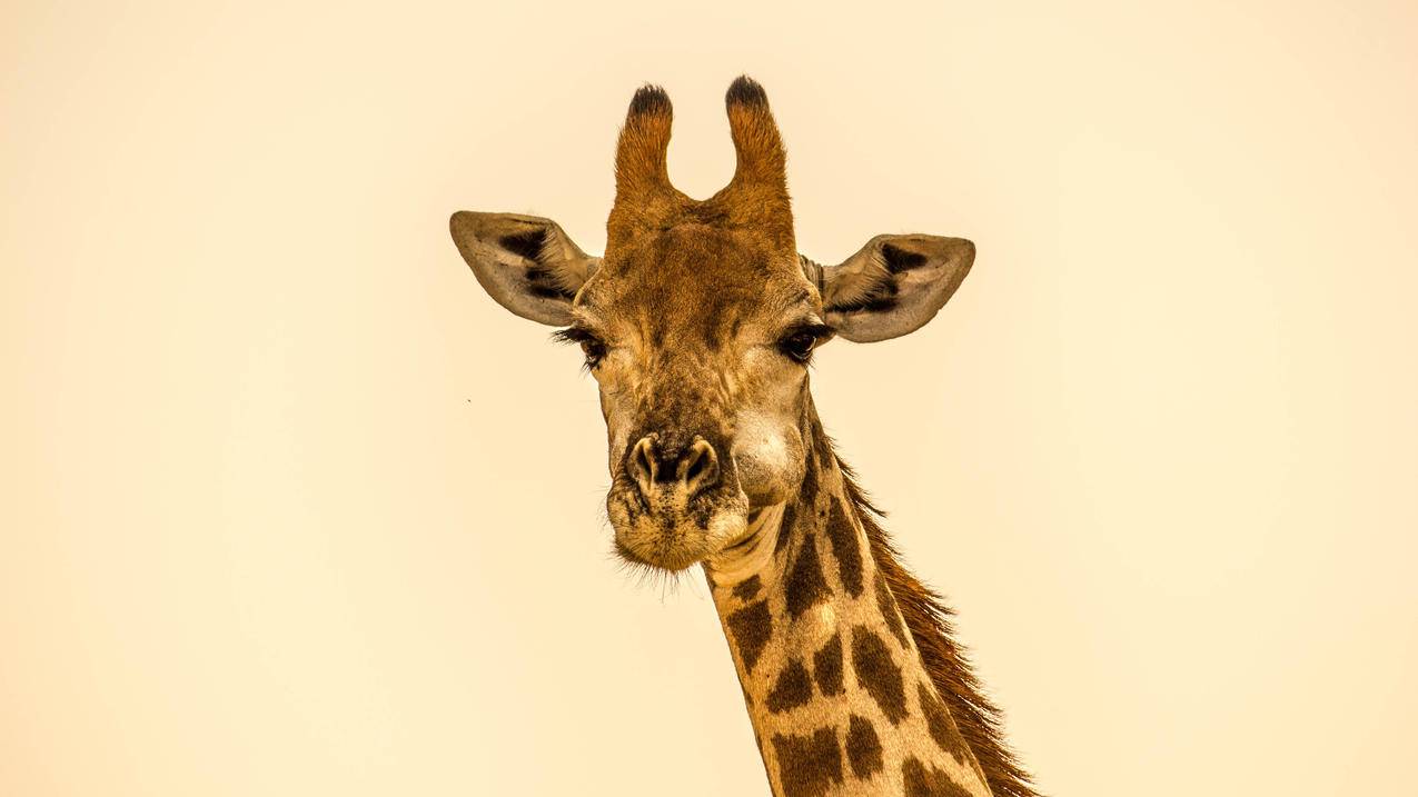 苹果id能不能黑解_黑苹果系统可以解iphone的ID - 各区苹果ID - 55dz账号网