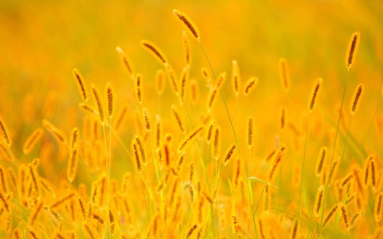 同一个韩国苹果id账号可以互相看到内容吗_两人共用一个苹果id能查找到对方吗 - 韩国苹果id - 55dz账号网