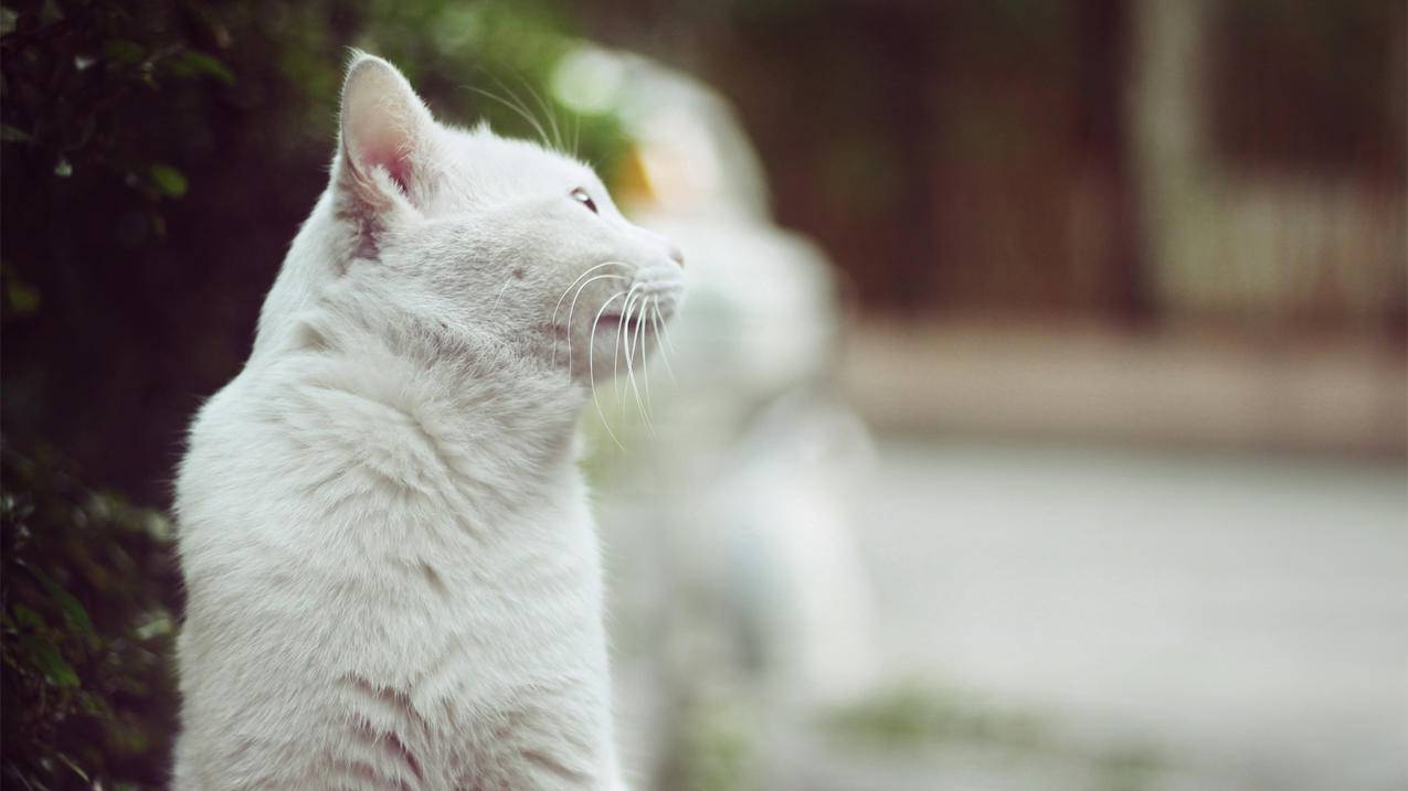 包含shadowrocket下载方法的词条 - 注册外服方法 - APPid共享网