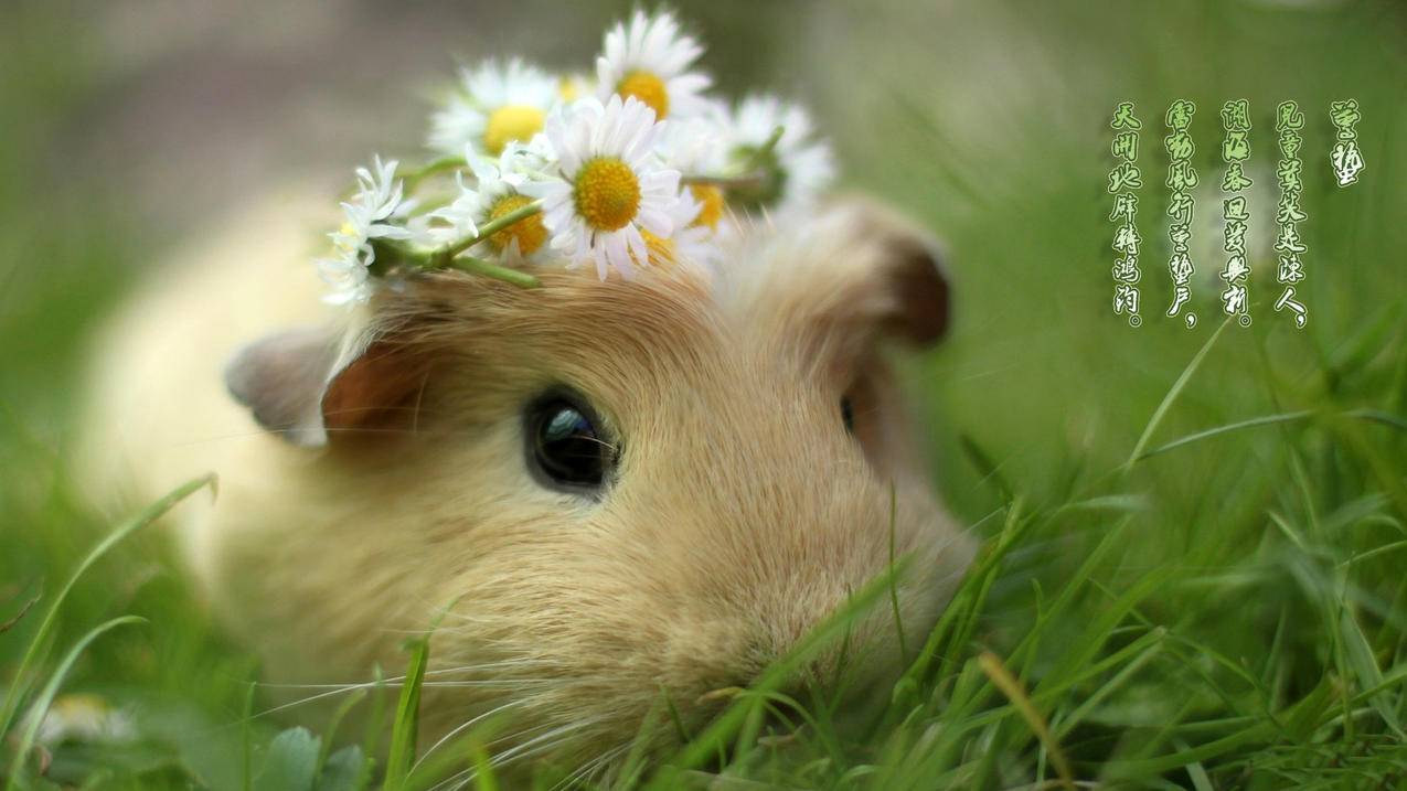 包含怎样注销平板美服appleid的词条 - 美国苹果ID - 55dz账号网