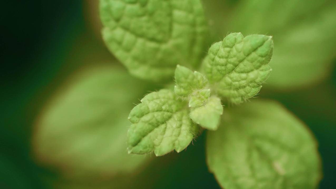 解锁全球商机！TikTok跨境电商全托管模式详解-苹果id平台