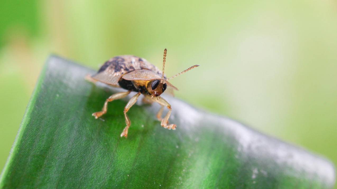火山小下载_火山火山小视频下载 - 注册外服方法 - 55dz账号网