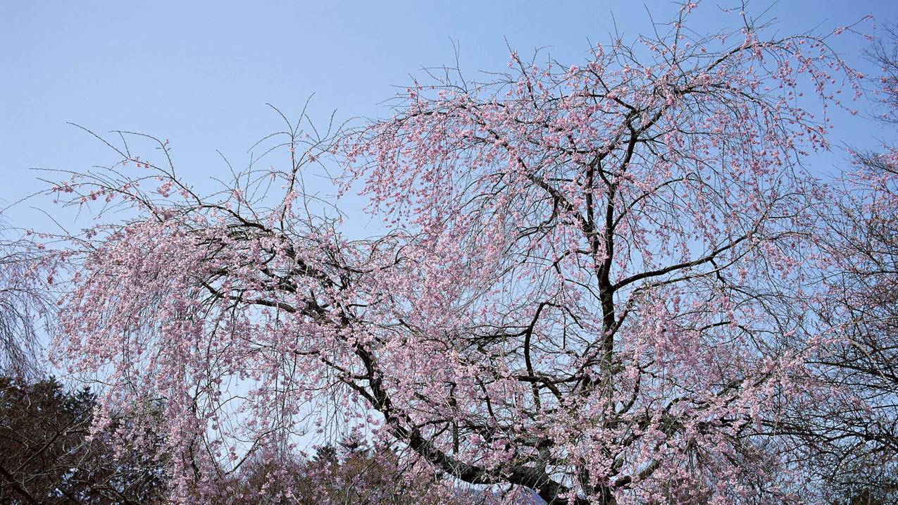 手机登录qq邮箱电脑版网页_手机邮箱网页登录网址 - gmail相关 - 55dz账号网