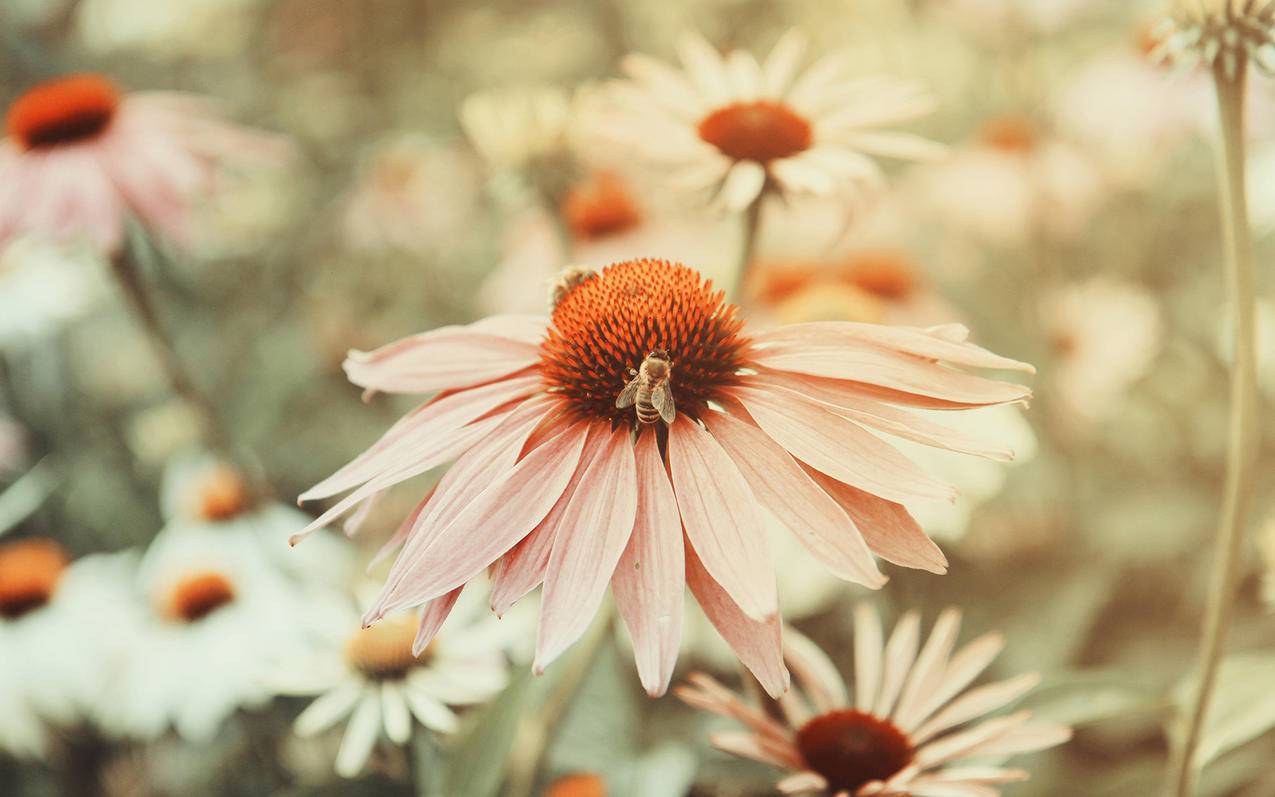 快手点赞平台微信支付 - 快手在线刷人气,快刷快手平台,快手粉丝一元100个不掉粉软件