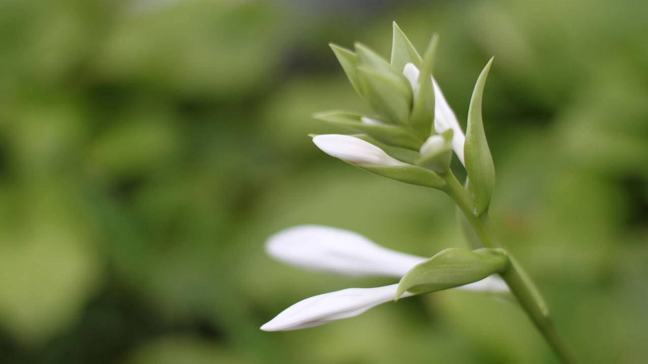 老叔代刷快手 - 快手作品买赞一块钱500个赞,快手在线秒刷双击网址自助,快手永久刷赞平台