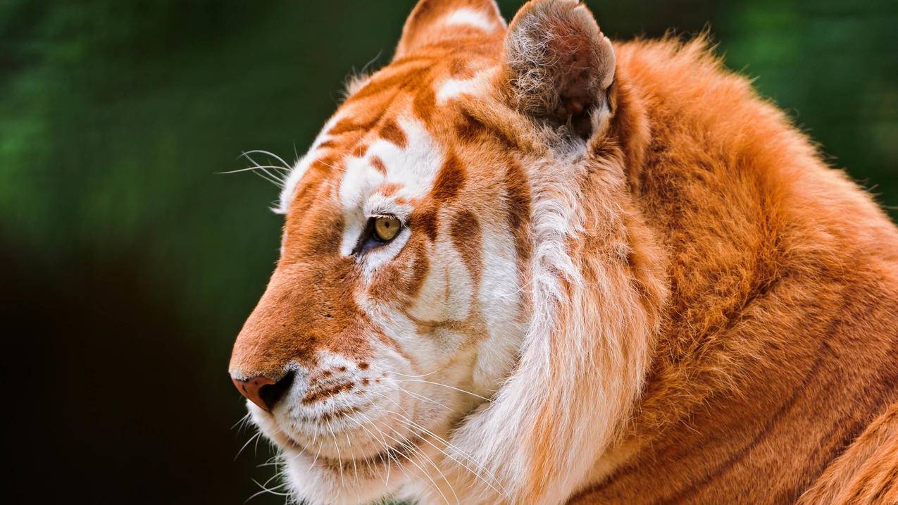 小火箭有没有试用功能  ( 安卓怎么下小火箭 ) - 55dz账号网