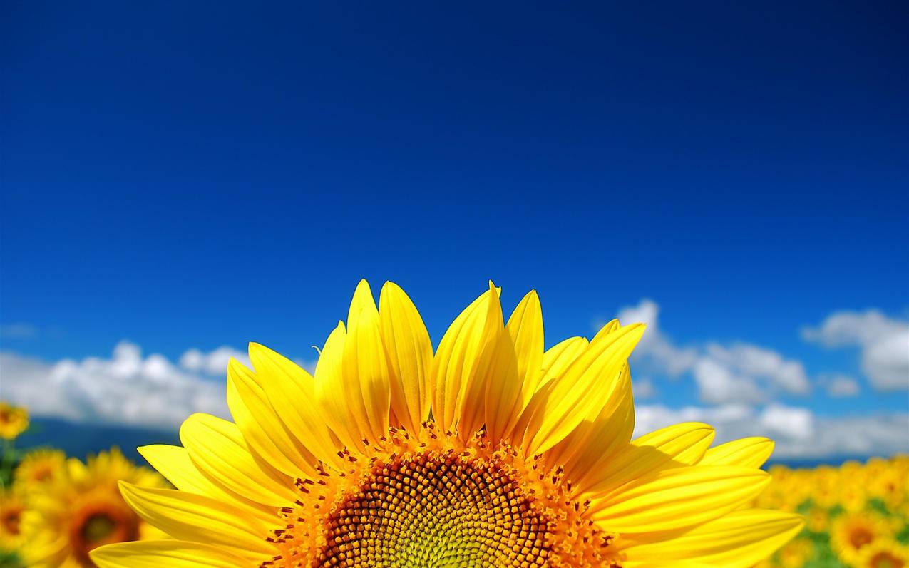 nba2konline2五星回馈划算还是致敬传奇_nba2konline五星回馈总共多少钱 - Line相关 - 55dz账号网