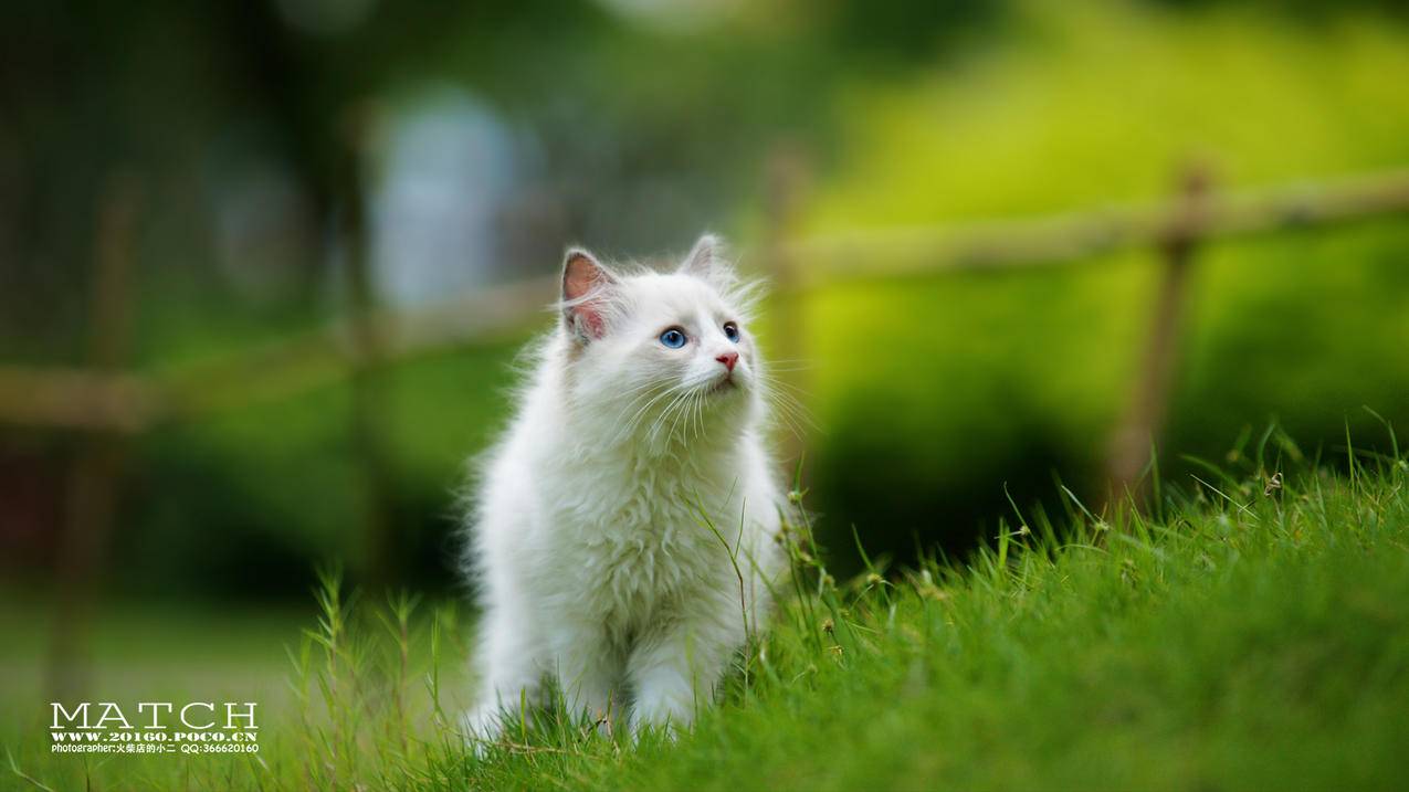 印度封禁tiktok原因_印度为什么禁止tiktok - 苹果APP下载 - 55dz账号网