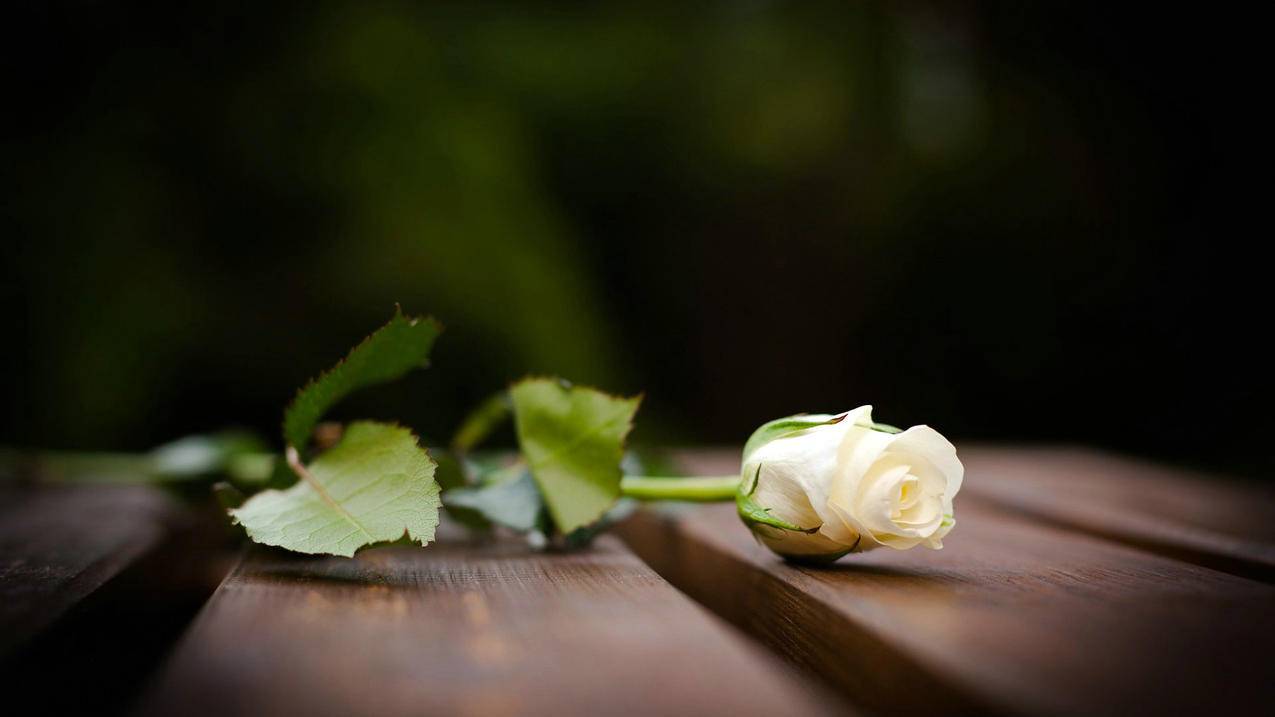 Iamrich什么意思中文翻译_Iamrich - skype相关 - 55dz账号网