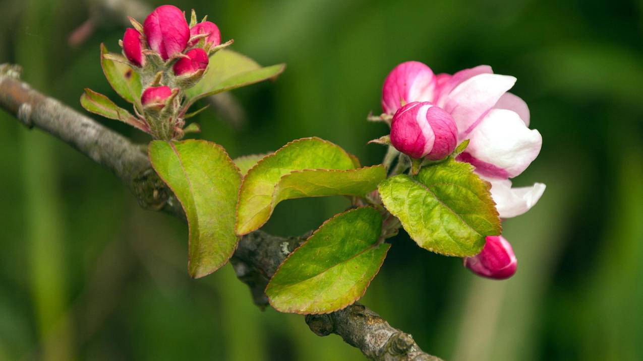 越南越南苹果id账号 - 各区苹果ID - 55dz账号网