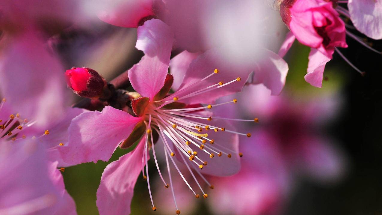 shadow-fly.us_shadowflyuser - 注册外服方法 - 55dz账号网