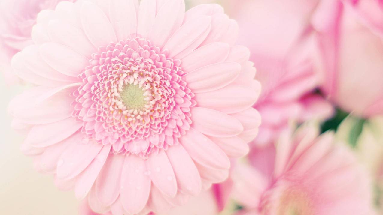 越南苹果id分享给别人用会怎样 - 各区苹果ID - 55dz账号网