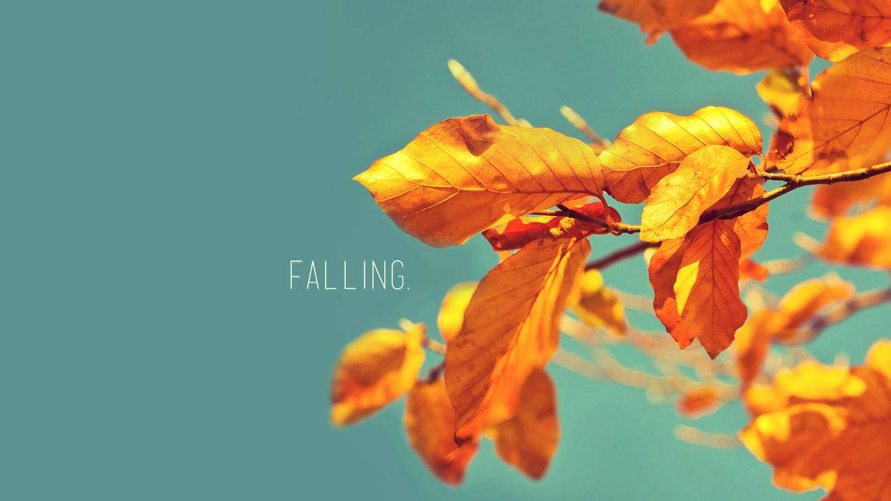 使用电话号码创建日本appleid为什么无效_创建appleid时电话号码无效 - 日本苹果ID - 55dz账号网