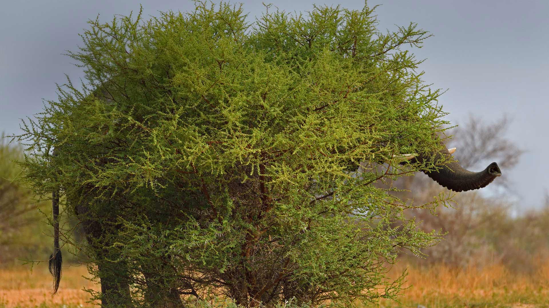 拼多多砍价怎么骗人了-dy业务网